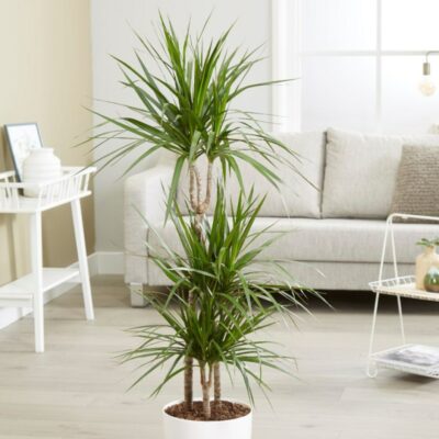 Dracena