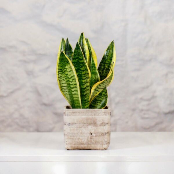 Planta